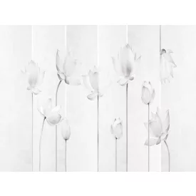 RIMURA / Main Collection