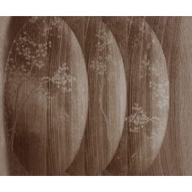 Wall&Deco  CWC  Flower and Paints