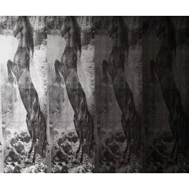 Wall&Deco  CWC  Animals