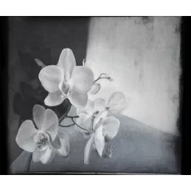 Wall&Deco  CWC  Flower and Paints