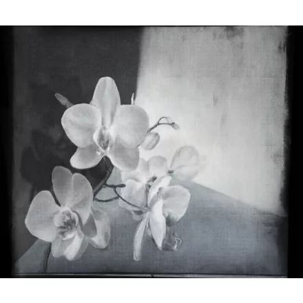 Wall&Deco  CWC  Flower and Paints