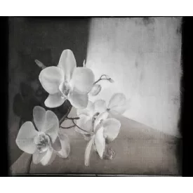 Wall&Deco  CWC  Flower and Paints