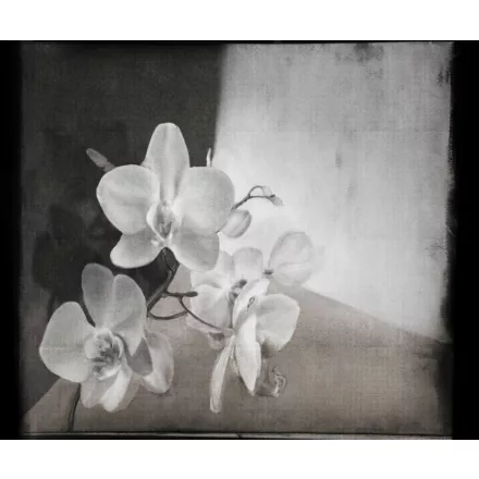 Wall&Deco  CWC  Flower and Paints