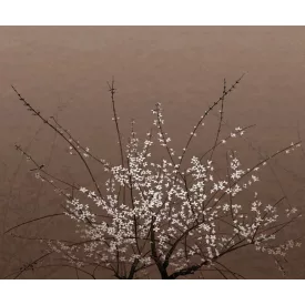 Wall&Deco  CWC  Flower and Paints