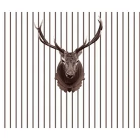 Wall&Deco  CWC  Animals