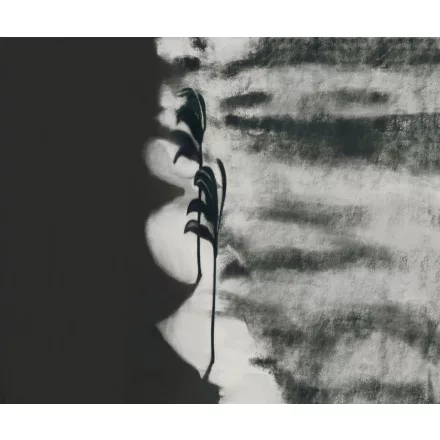 Wall&Deco  CWC  Flower and Paints