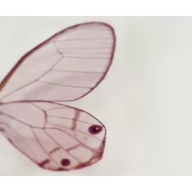 Wall&Deco  CWC  Animals