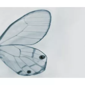 Wall&Deco  CWC  Animals