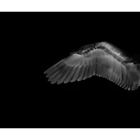 Wall&Deco  CWC  Animals