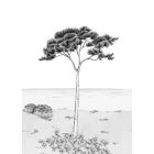 Casadeco / Wonderwalls2 tapéta