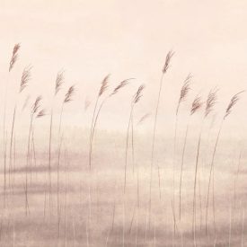 Casadeco / Wonderwalls2 tapéta