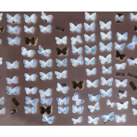 Wall&Deco  CWC  Animals