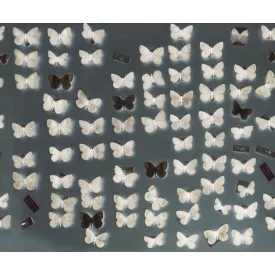 Wall&Deco  CWC  Animals