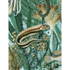 KEK Amsterdam / WP - Poszter