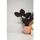 KEK Amsterdam / tapéta