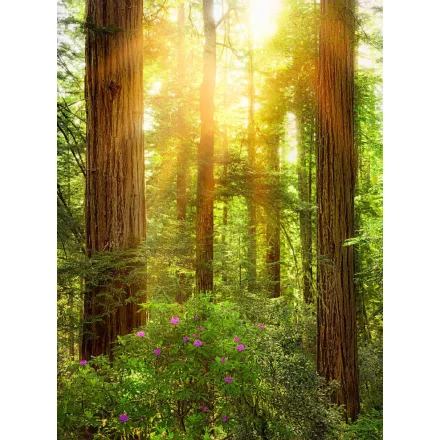 Komar / Home Imagine Edition 4 poszter