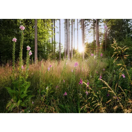 Komar / Home Imagine Edition 4 poszter