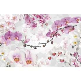 Komar / Home Imagine Edition 4 poszter