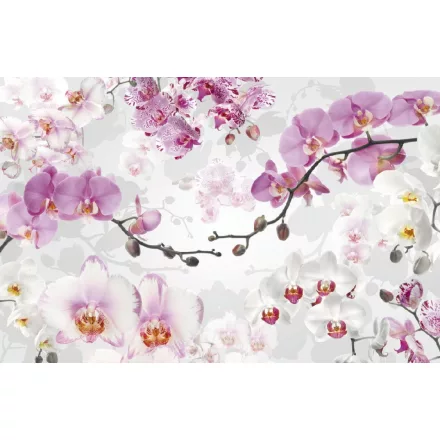 Komar / Home Imagine Edition 4 poszter