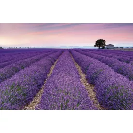 Komar / Home Imagine Edition 4 poszter