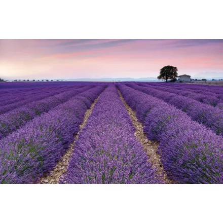 Komar / Home Imagine Edition 4 poszter