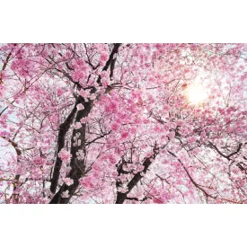 Komar / Home Imagine Edition 4 poszter