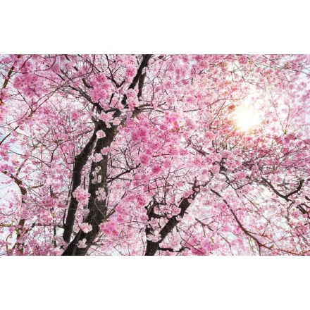 Komar / Home Imagine Edition 4 poszter