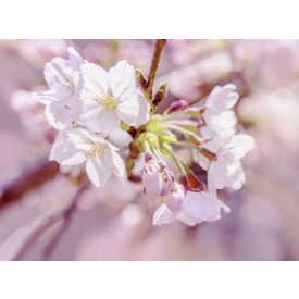 Komar / Into Illusions Edition 2 poszter