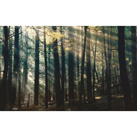 LondonArt / Dsquared2