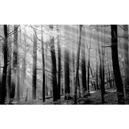 LondonArt / Dsquared2